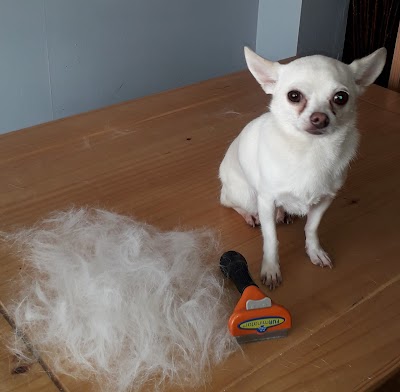 Grooming Van Image