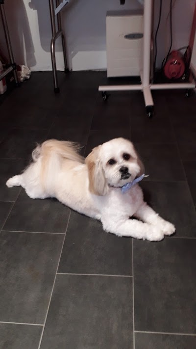 Grooming Van Image