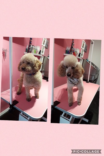 Grooming Van Image