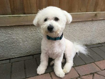 Worcester dog groomer. Absolutely Furbulous holistic grooming