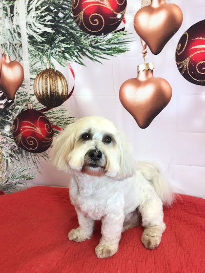 Grooming Van Image