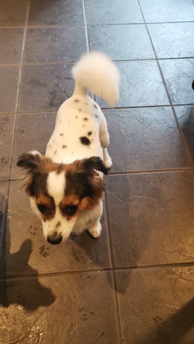 Grooming Van Image