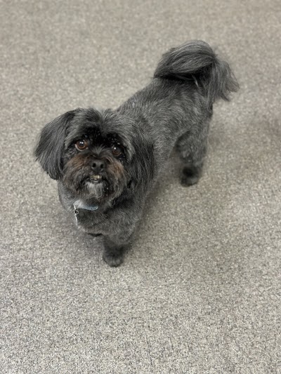 Grooming Van Image