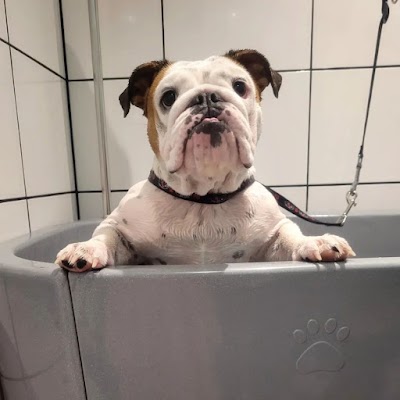 Grooming Van Image