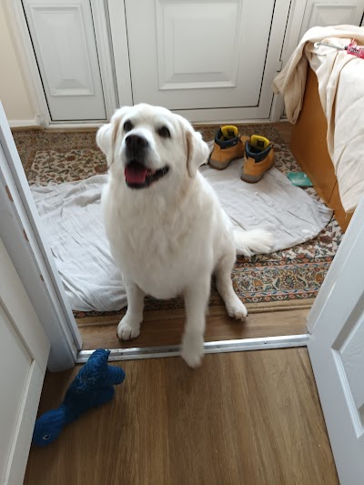 Grooming Van Image