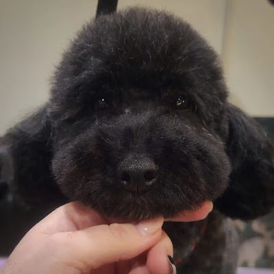 Grooming Van Image