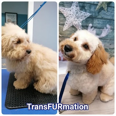 Grooming Van Image