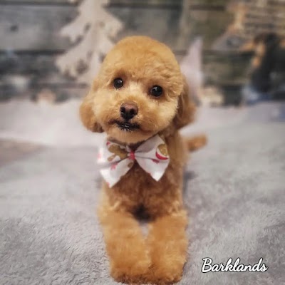 Grooming Van Image