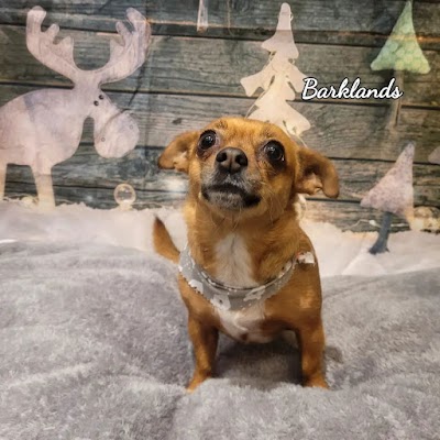 Grooming Van Image