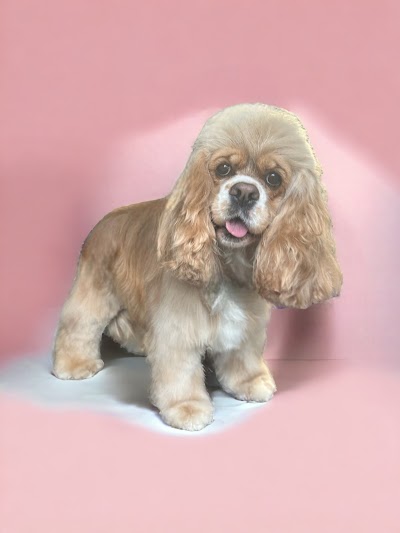 Grooming Van Image