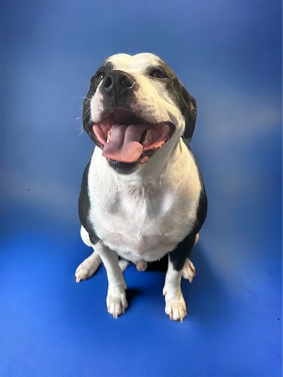 Grooming Van Image