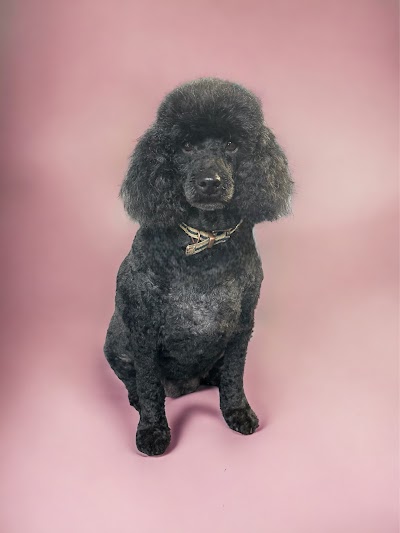 Grooming Van Image