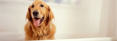 Barks & Bubbles Dog Grooming