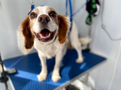 Grooming Van Image