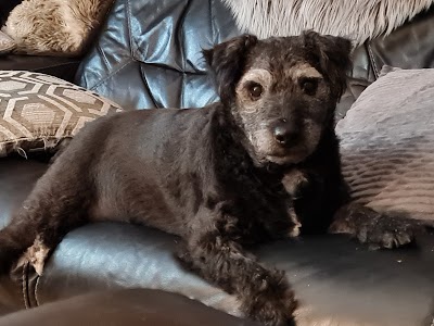 Grooming Van Image