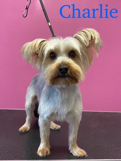 Grooming Van Image