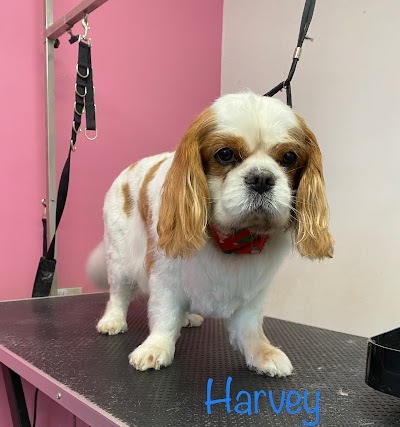 Grooming Van Image