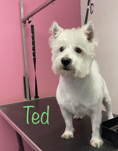 Grooming Van Image