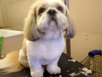 Grooming Van Image