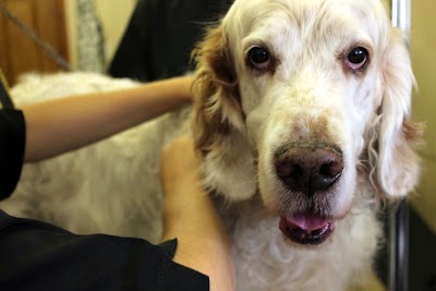 Grooming Van Image