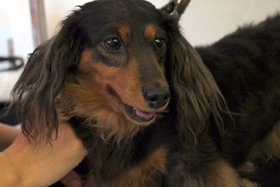 Grooming Van Image