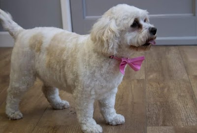 Grooming Van Image