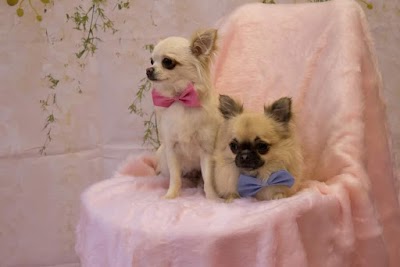 Grooming Van Image