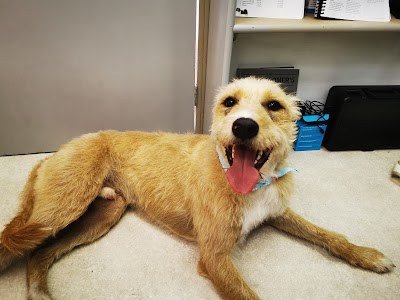 Grooming Van Image