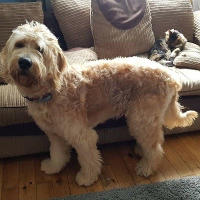 Grooming Van Image