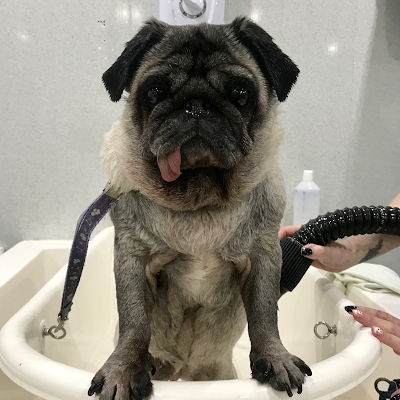 Grooming Van Image