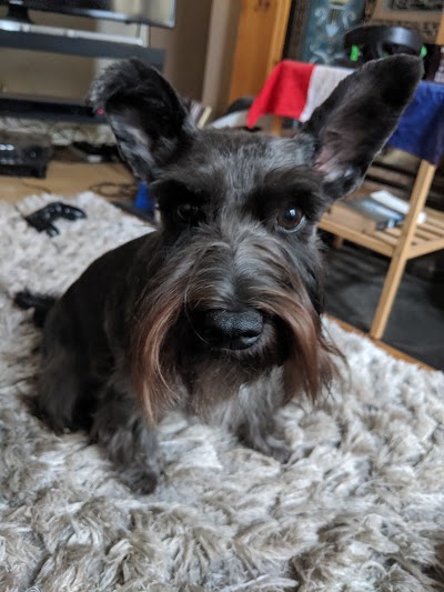 Grooming Van Image