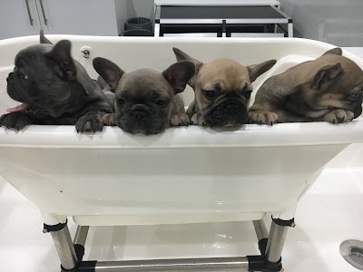 Grooming Van Image