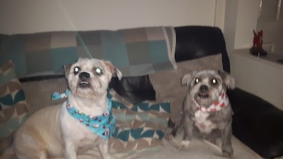 Grooming Van Image