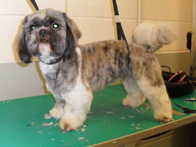 Grooming Van Image