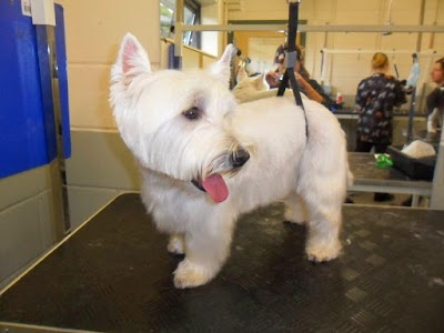 Grooming Van Image
