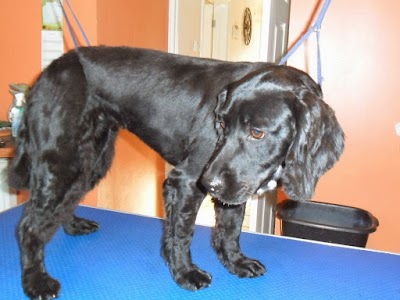 Grooming Van Image