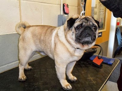 Grooming Van Image