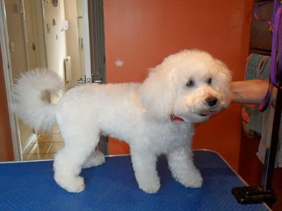 Grooming Van Image