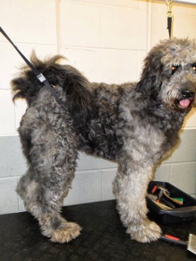 Grooming Van Image