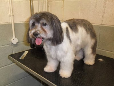 Grooming Van Image