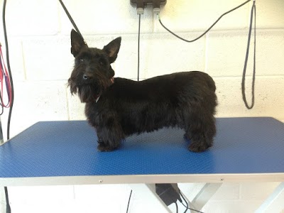 Bow-Wows Grooming