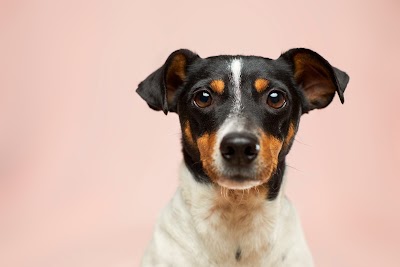 Grooming Van Image