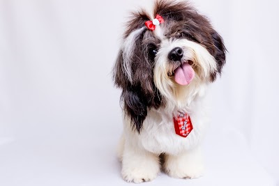 Grooming Van Image