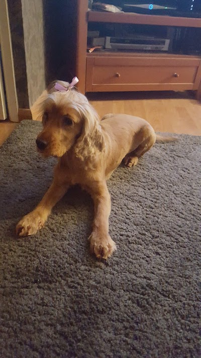 Grooming Van Image