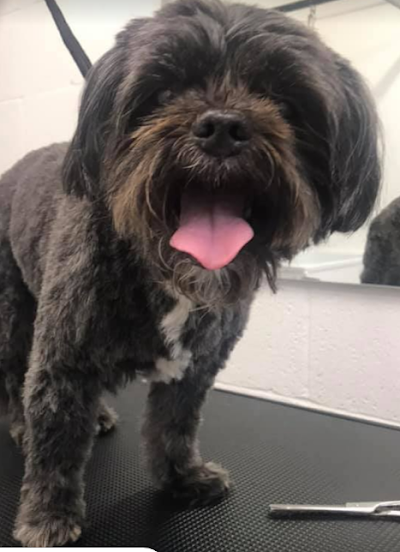 Grooming Van Image