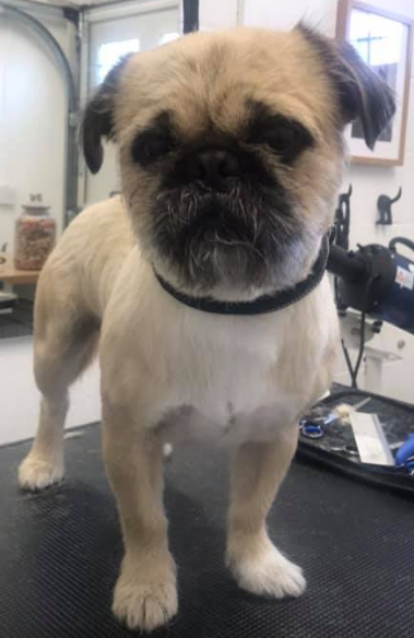 Grooming Van Image