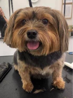 Grooming Van Image