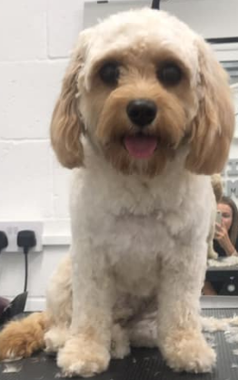 Grooming Van Image