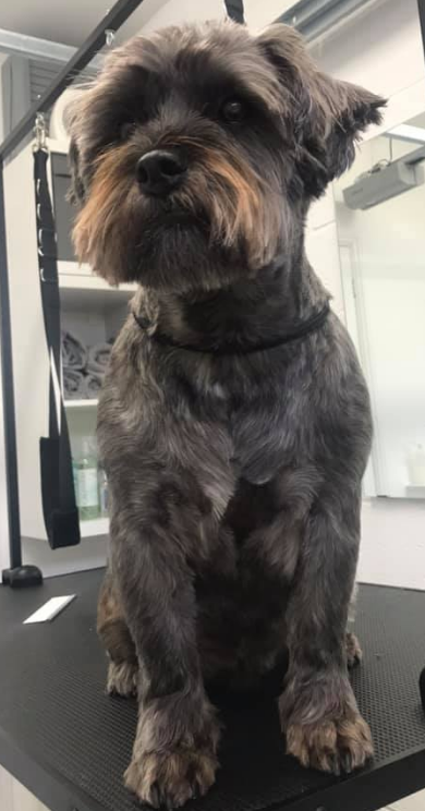 Grooming Van Image