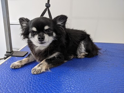 Grooming Van Image
